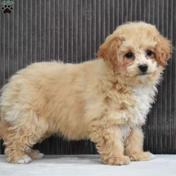 Gina, Bich-Poo Puppy